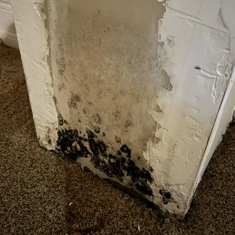 Professional Mold Removal in Falls Church, VA
